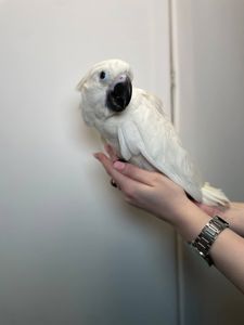 Какаду альба, білий какаду, ручний викормиш какаду, папуга з документами та кільцем