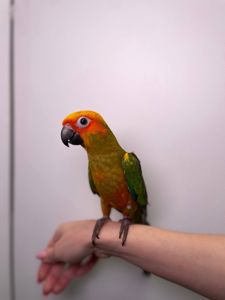 Сонячний аратинга, аратінга жовто-зелений окільцьовані ручні викормиші