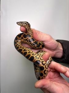 Парагвайська анаконда, карликова змія, домашня анакондажовта анаконда,