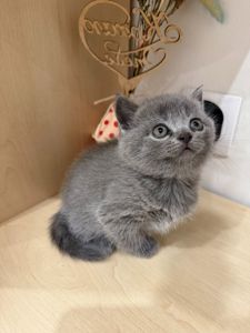 Шотландські чистокровні прямовухі кошенята