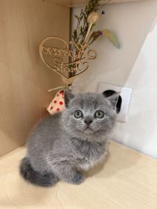 Шотландські чистокровні прямовухі кошенята