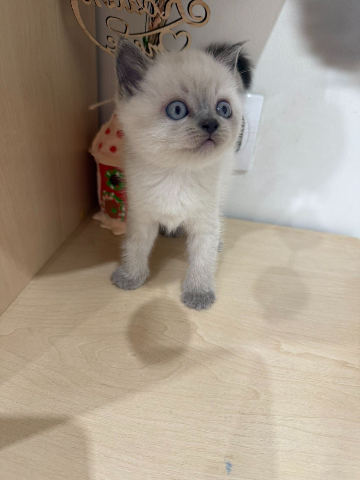 Шотландські чистокровні прямовухі кошенята