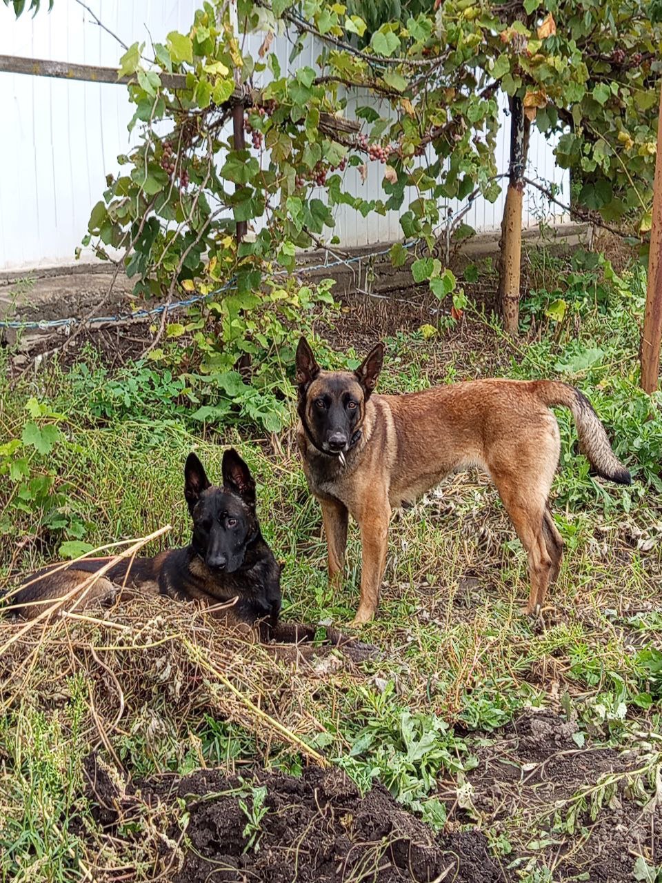 Щенки малинуа