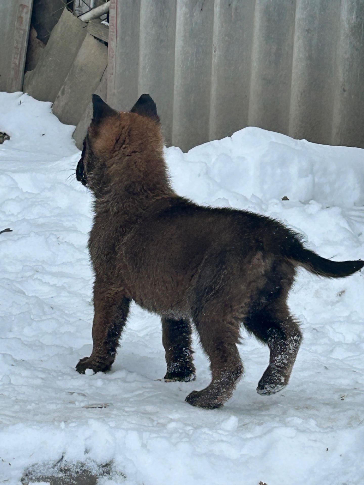 Щенки малинуа