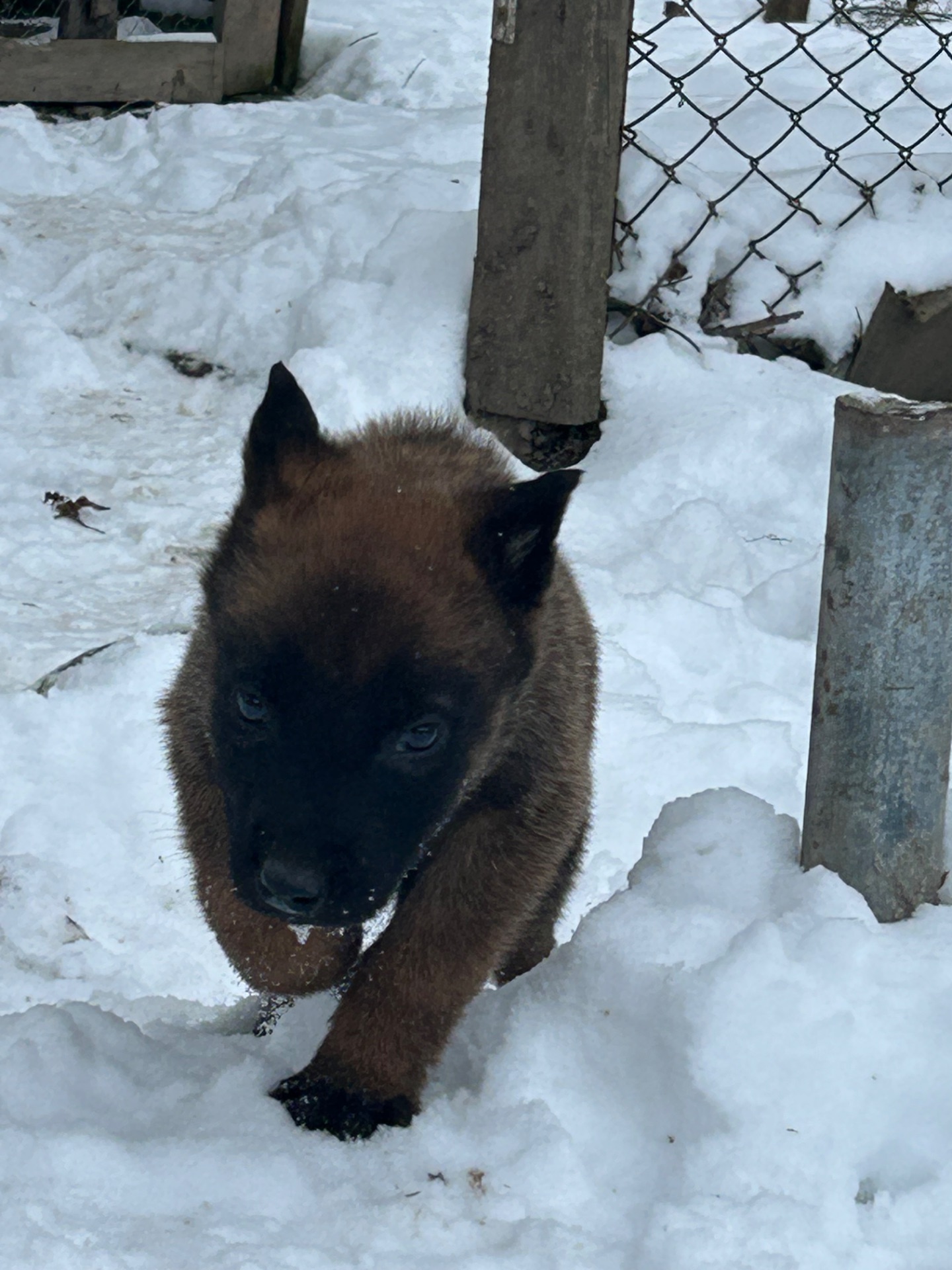 Щенки малинуа
