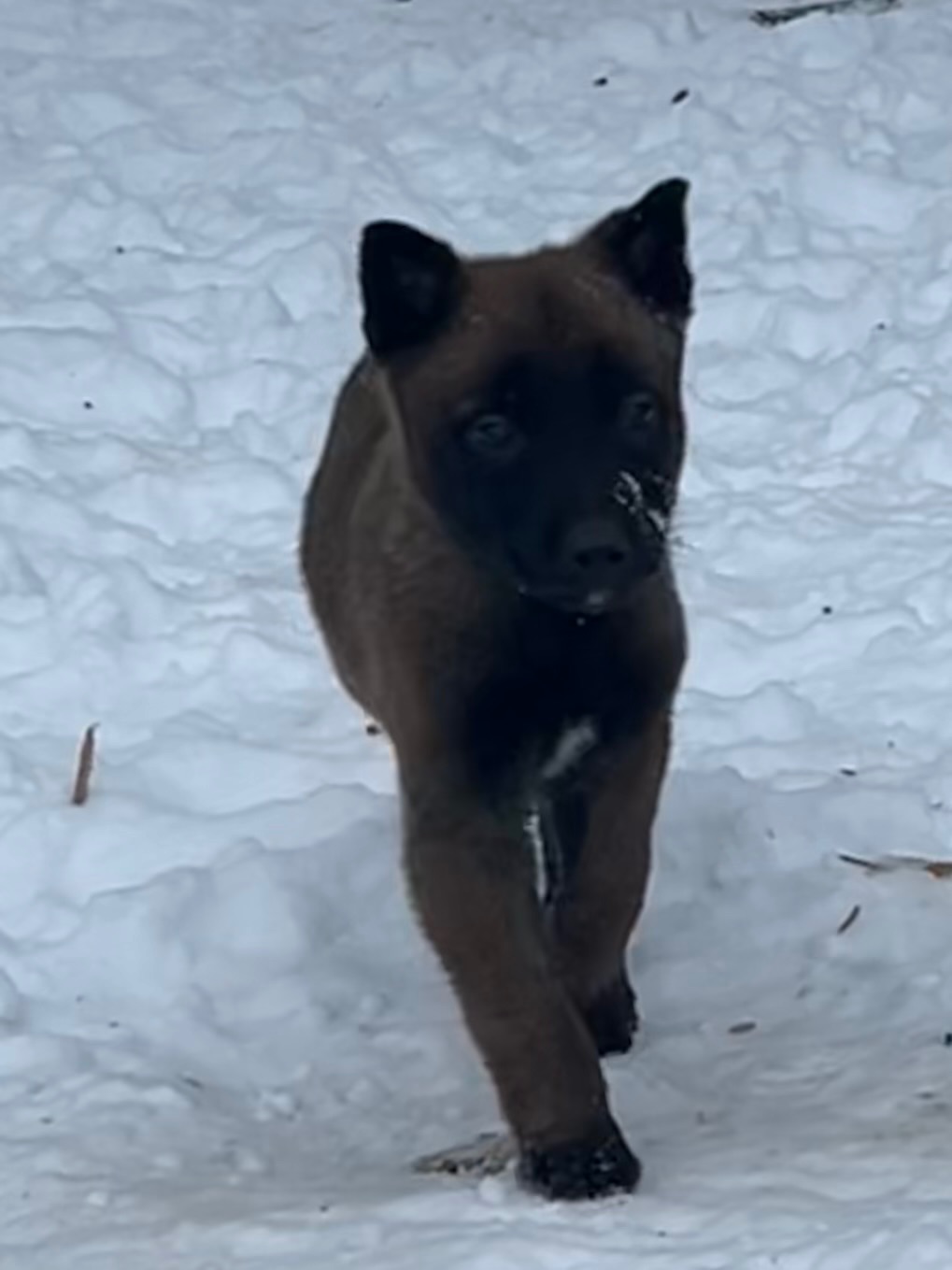 Щенки малинуа