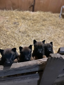 Щенки малинуа