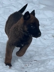 Щенки малинуа