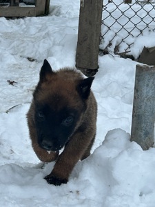 Щенки малинуа