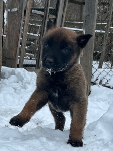 Щенки малинуа