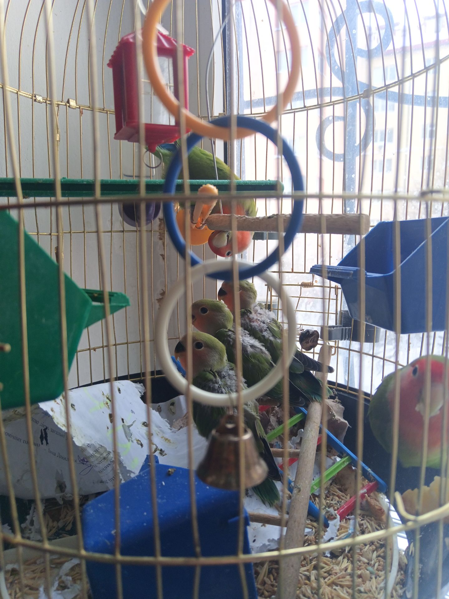 Нерозлучник рожевощокий