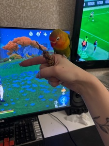 Неразлучники