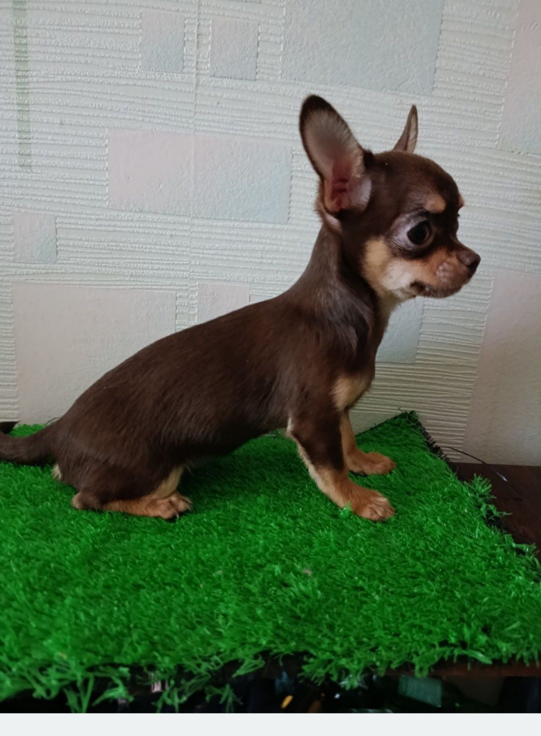 Цуциня Чихуа