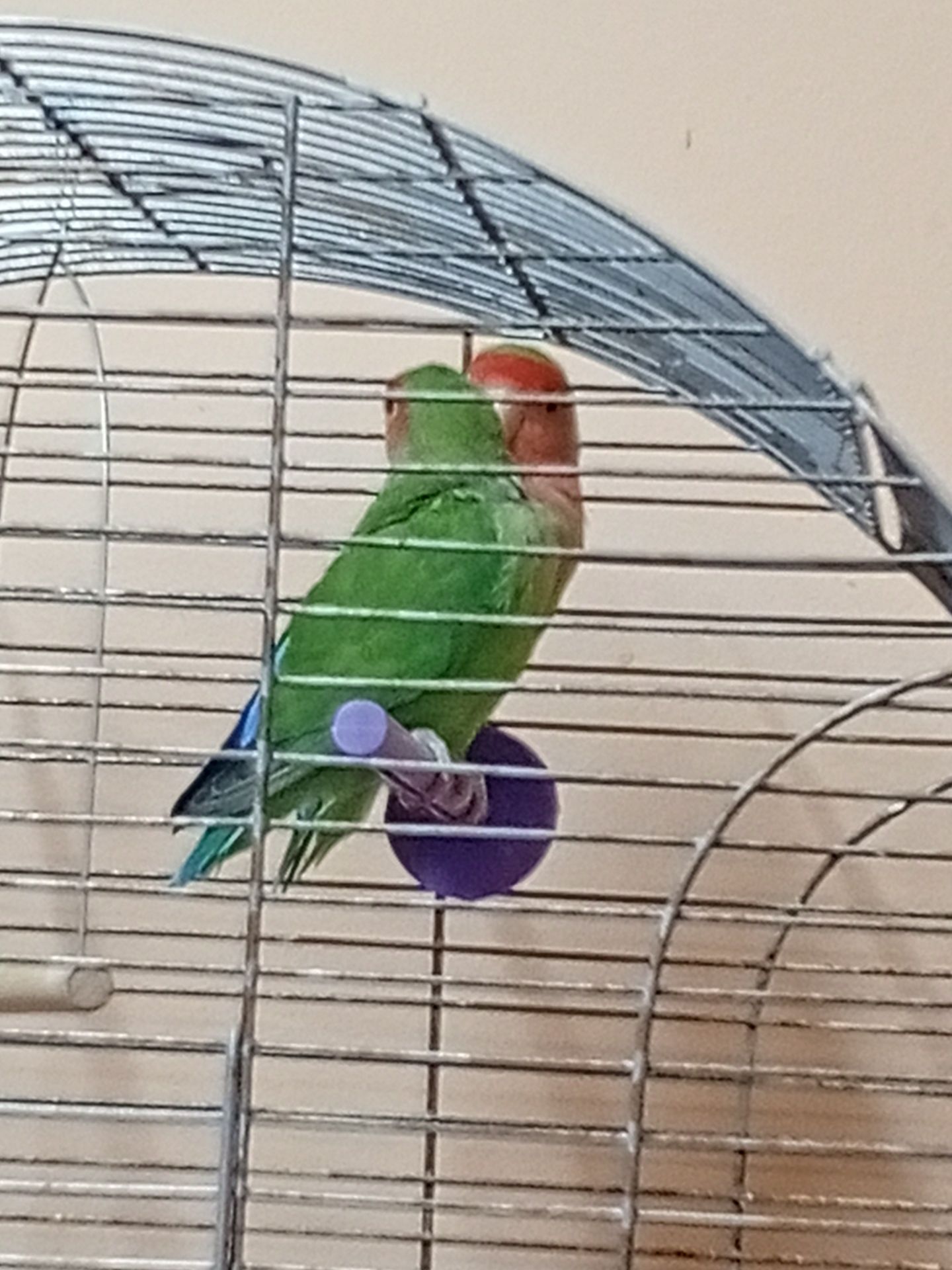 Продам попугай