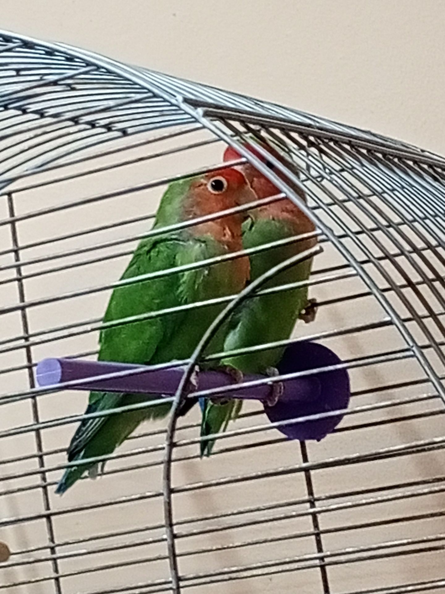 Продам попугай