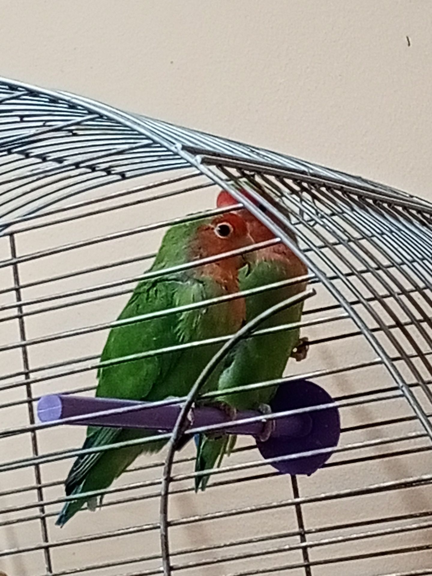 Продам попугай