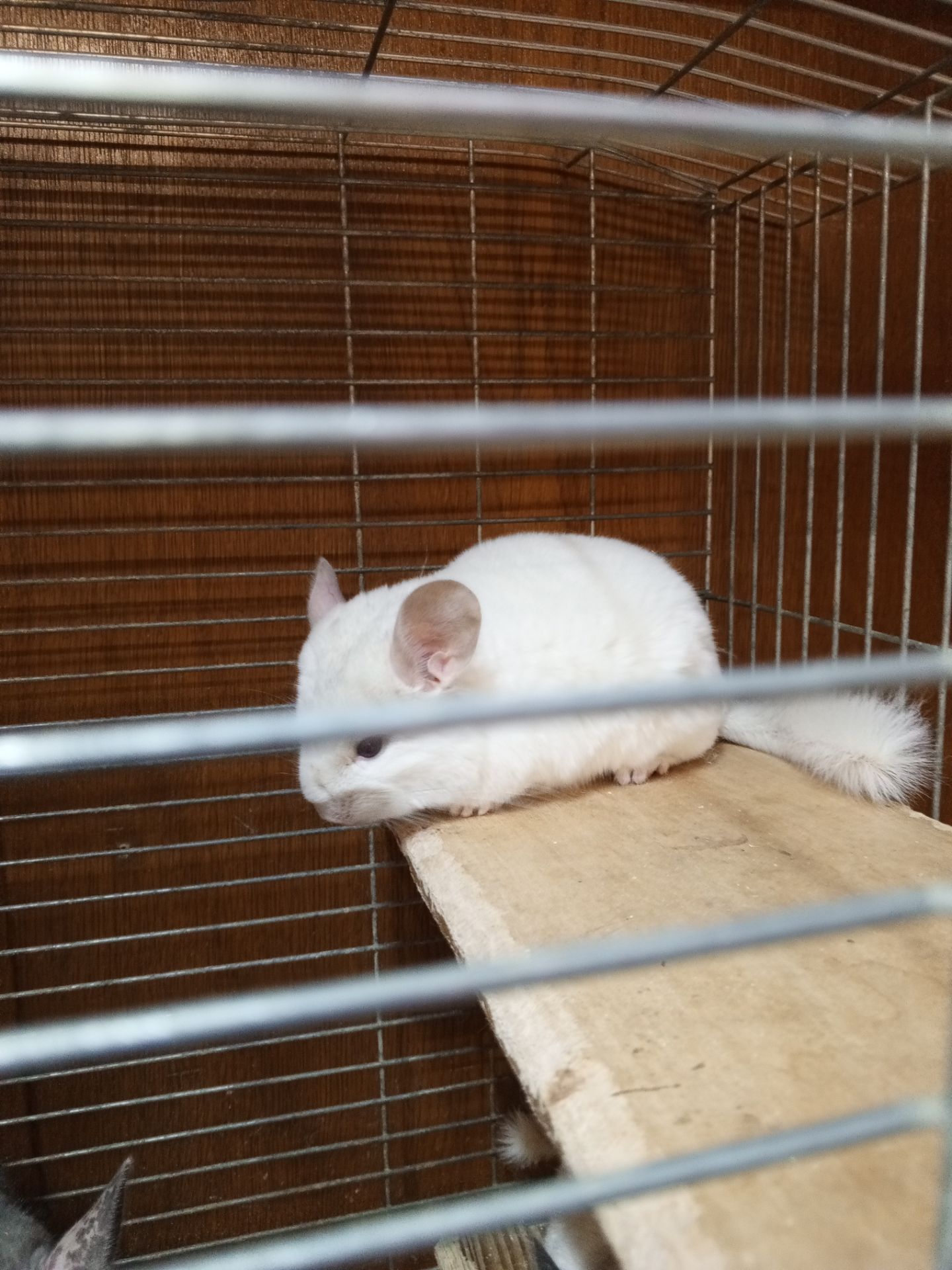 Шиншила девочка 2 месяца