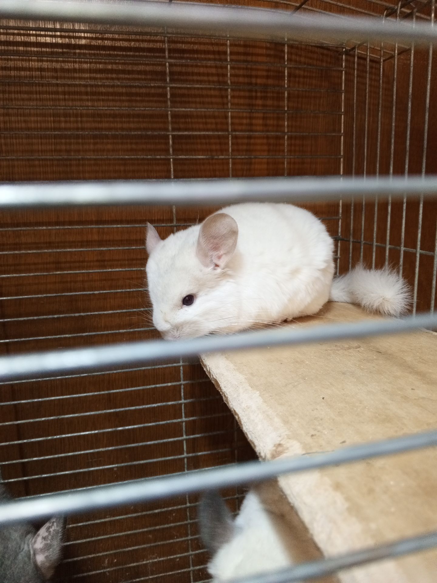 Шиншила девочка 2 месяца