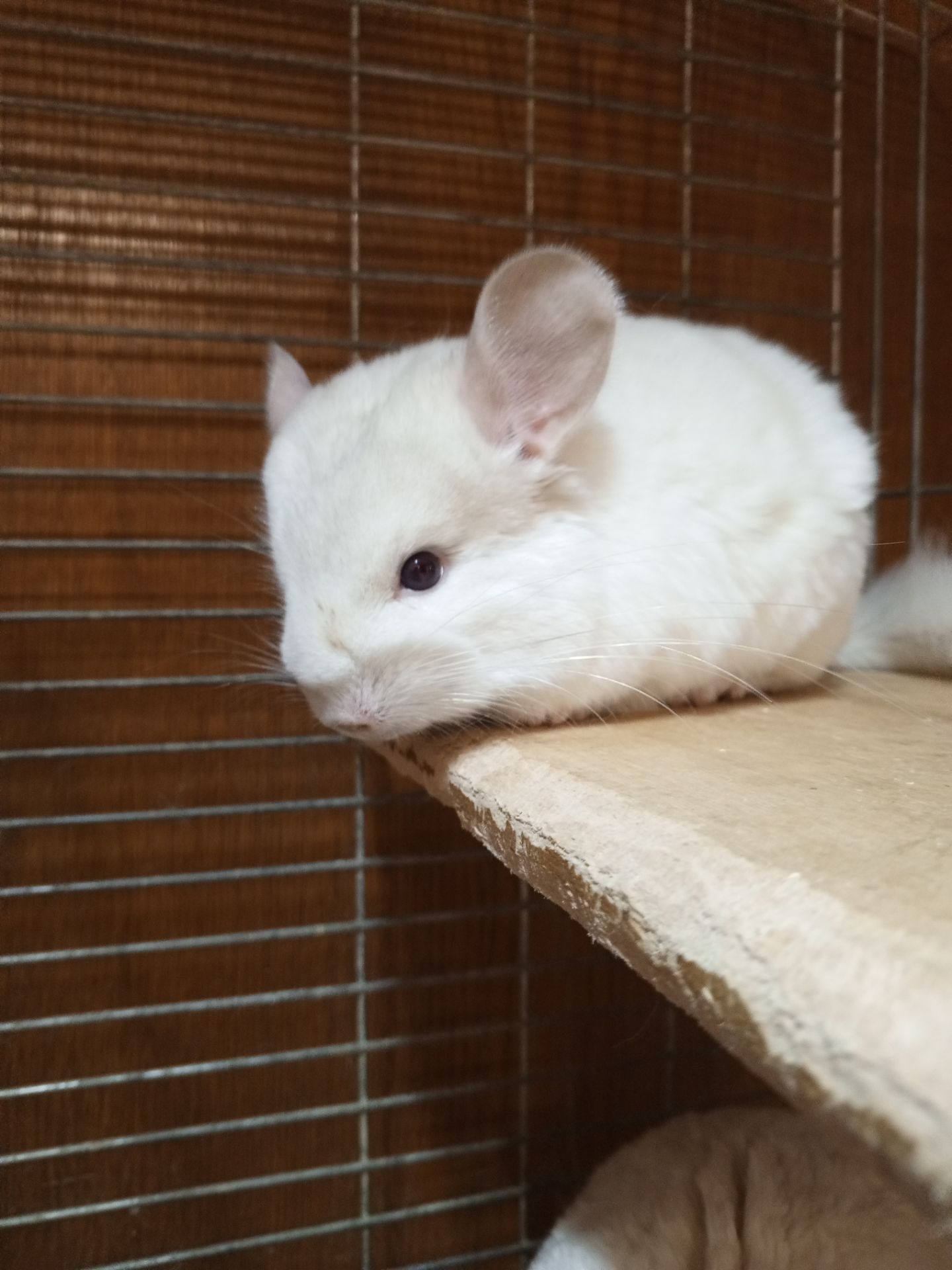 Шиншила девочка 2 месяца