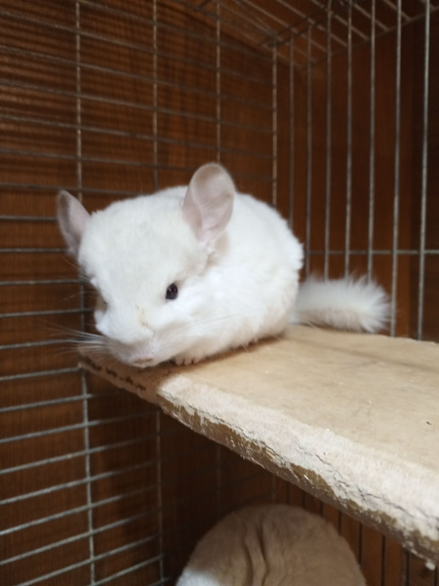 Шиншила девочка 2 месяца