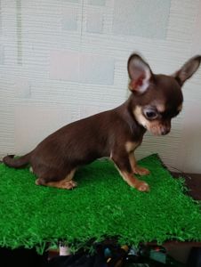 Цуциня Чихуа