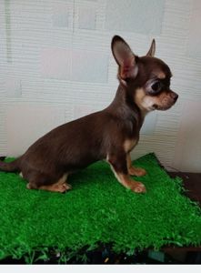 Цуциня Чихуа