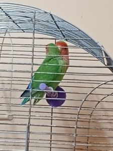 Продам попугай