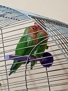 Продам попугай