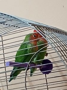 Продам попугай