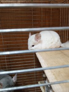 Шиншила девочка 2 месяца