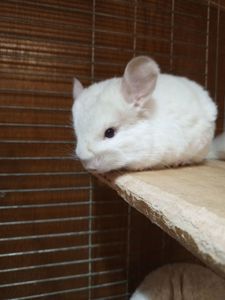 Шиншила девочка 2 месяца