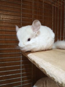 Шиншила девочка 2 месяца