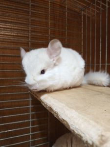 Шиншила девочка 2 месяца