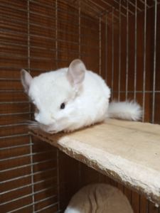 Шиншила девочка 2 месяца