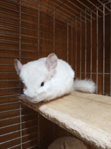 Шиншила девочка 2 месяца