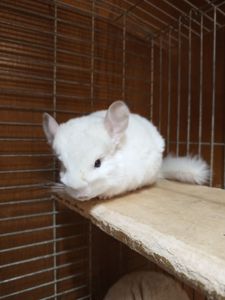 Шиншила девочка 2 месяца