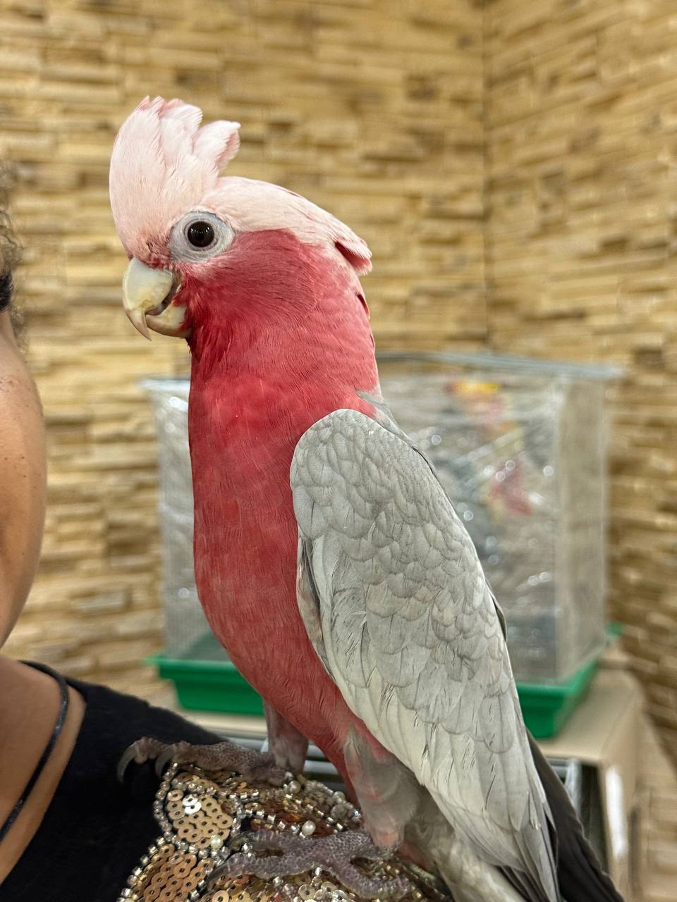 Какаду рожеві папуги папуга що розмовляеє