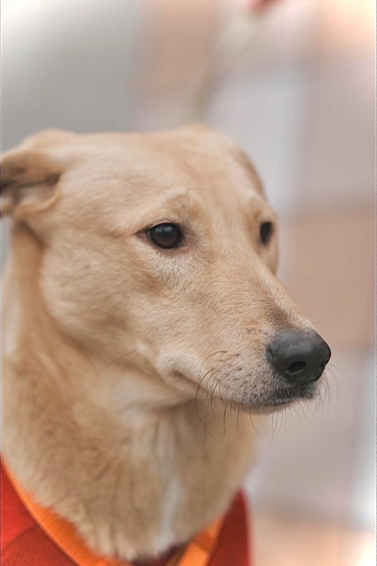 Цуцик ЛЄО мріє про родину!