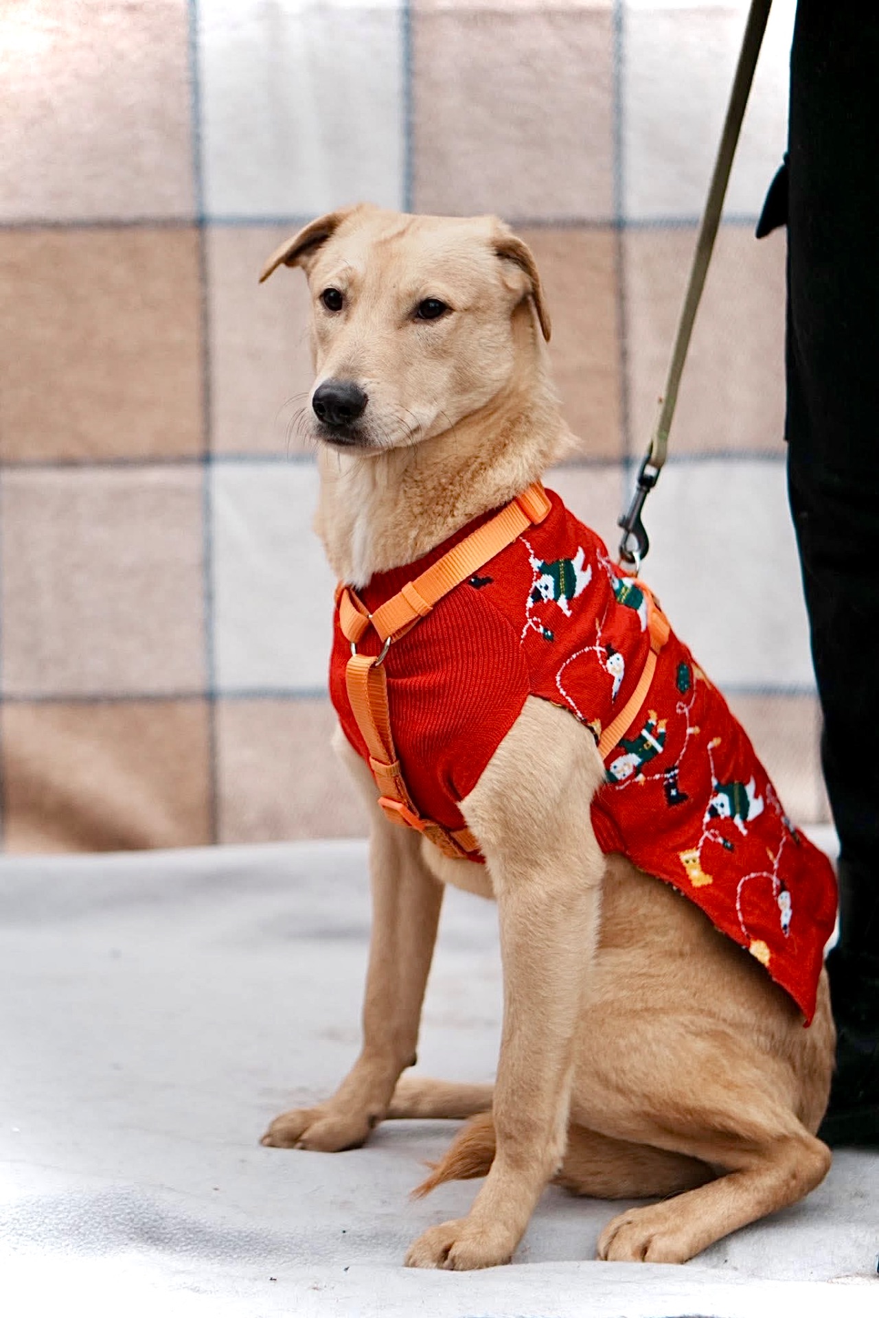 Цуцик ЛЄО мріє про родину!