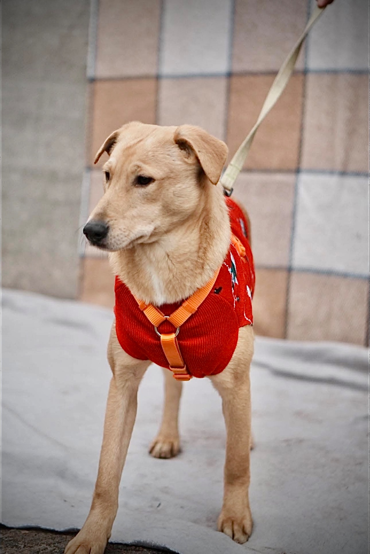 Цуцик ЛЄО мріє про родину!