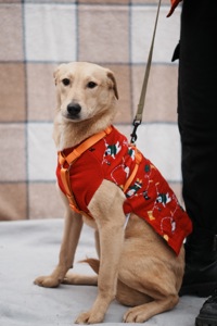 Цуцик ЛЄО мріє про родину!