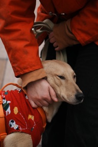 Цуцик ЛЄО мріє про родину!