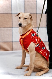 Цуцик ЛЄО мріє про родину!