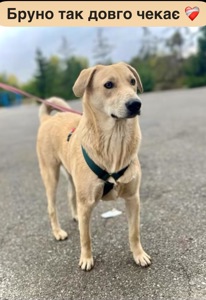 Цуценя Бруно мріє про родину!