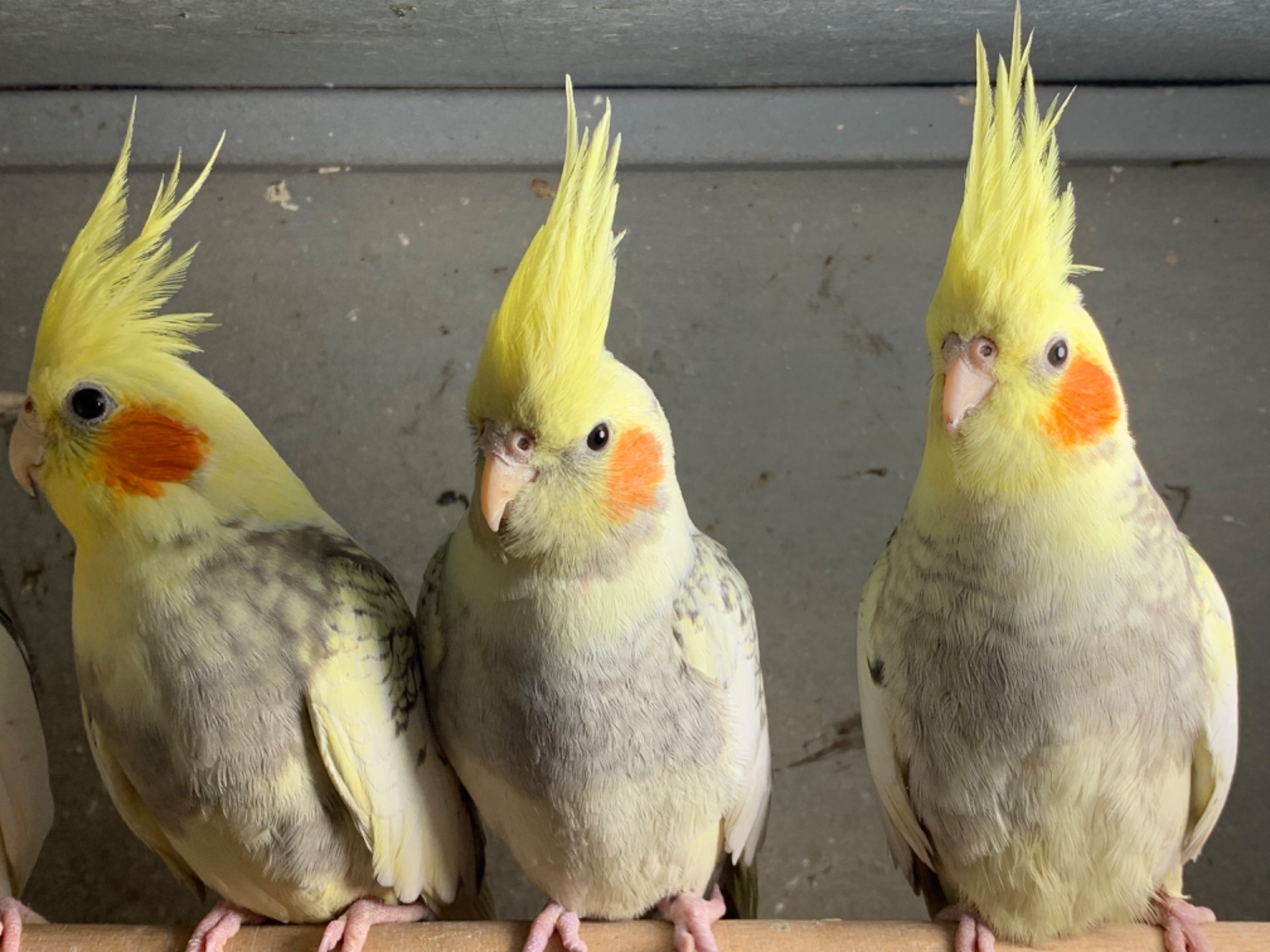 Корелла щокасті та безщокі пташенята молоді