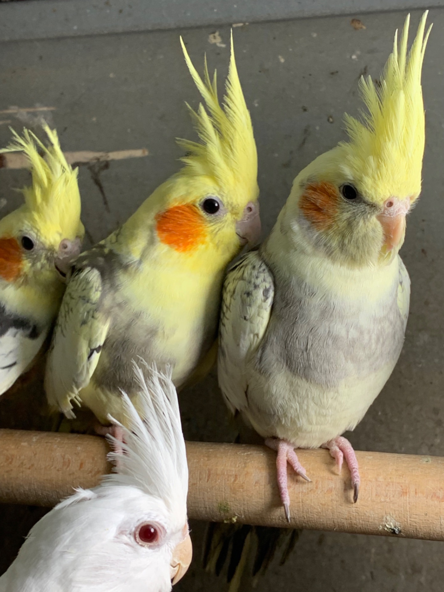 Корелла щокасті та безщокі пташенята молоді