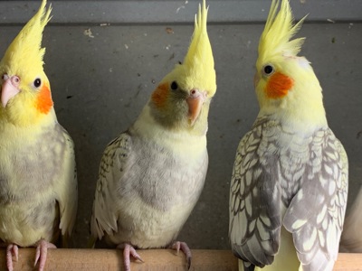 Корелла щокасті та безщокі пташенята молоді