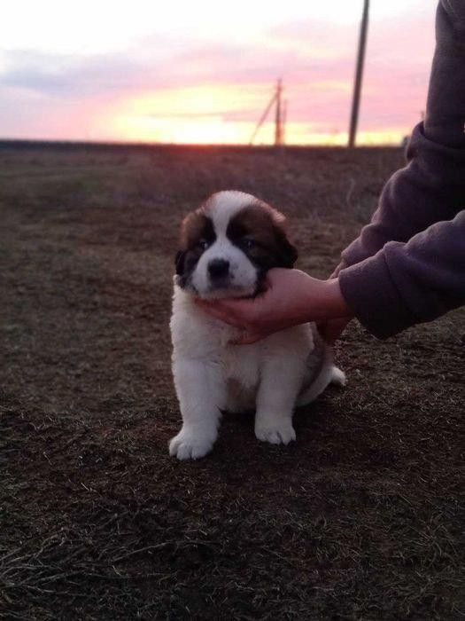 Цуценята Сенбернара