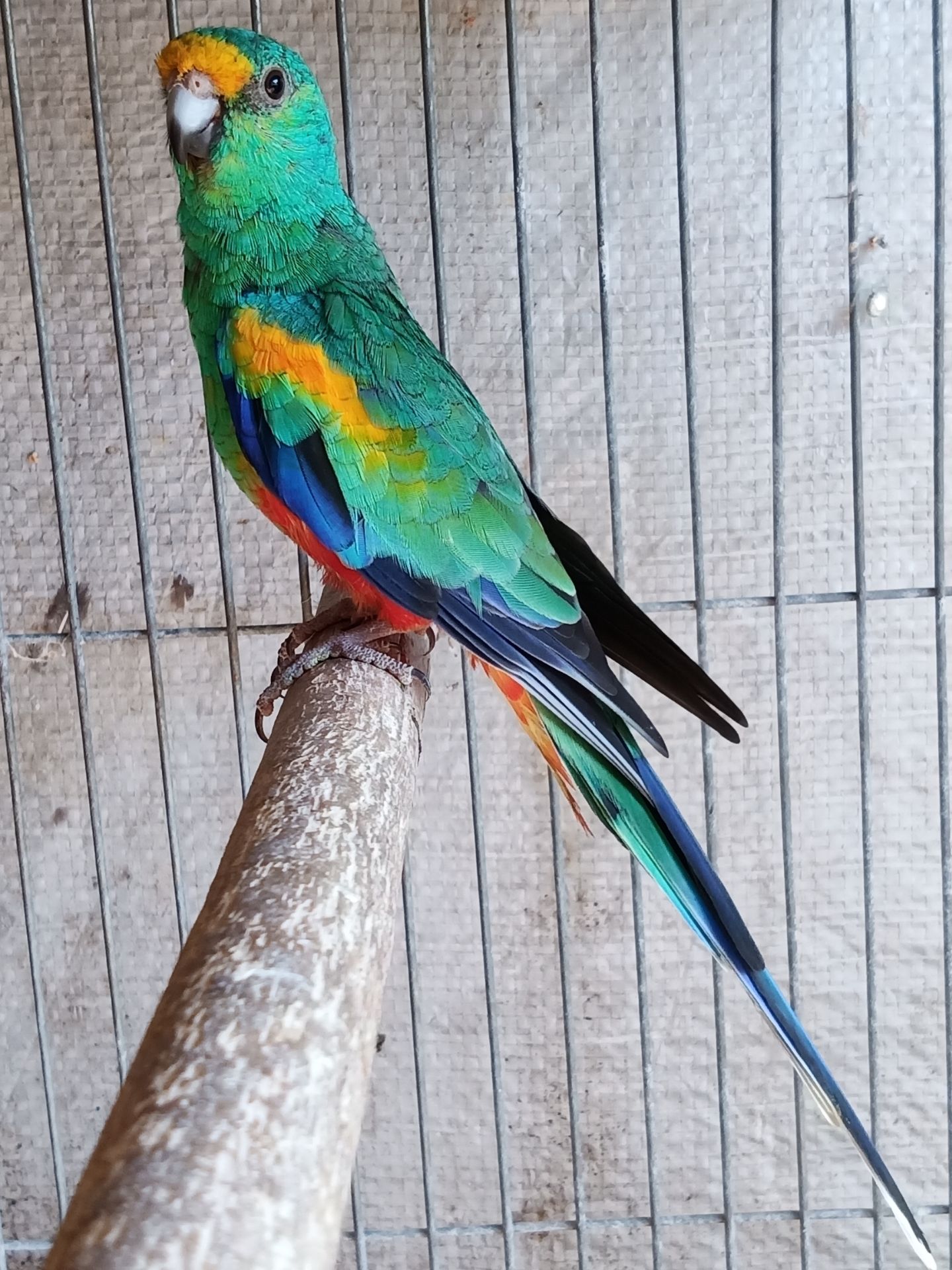 Певчий многоцветный