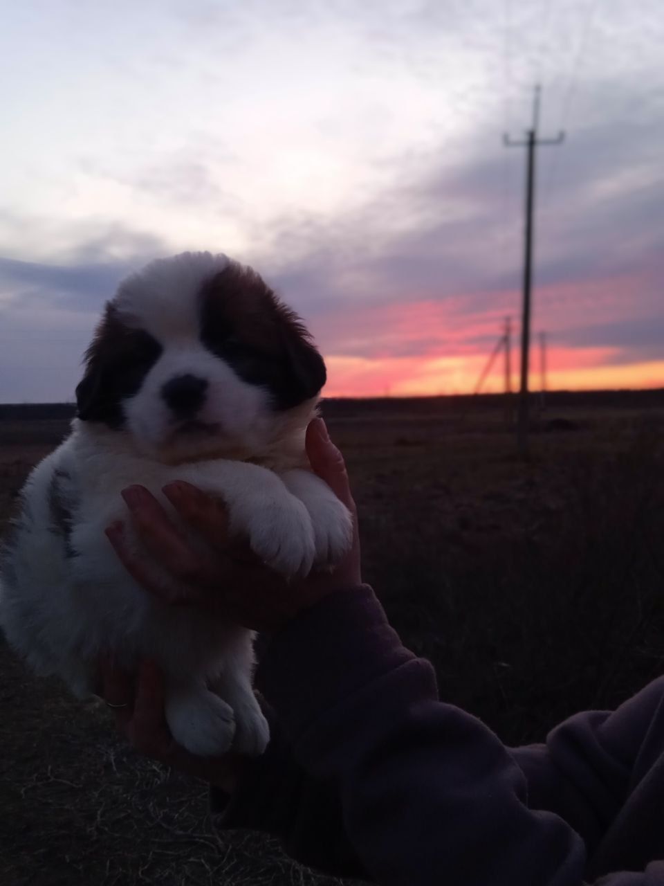 Цуценята Сенбернара